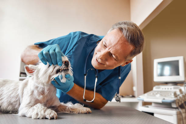 Best 24-Hour Emergency Dental Care in Arkoma, OK